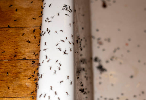 Best Pest Control for Homes  in Stratford, NJ